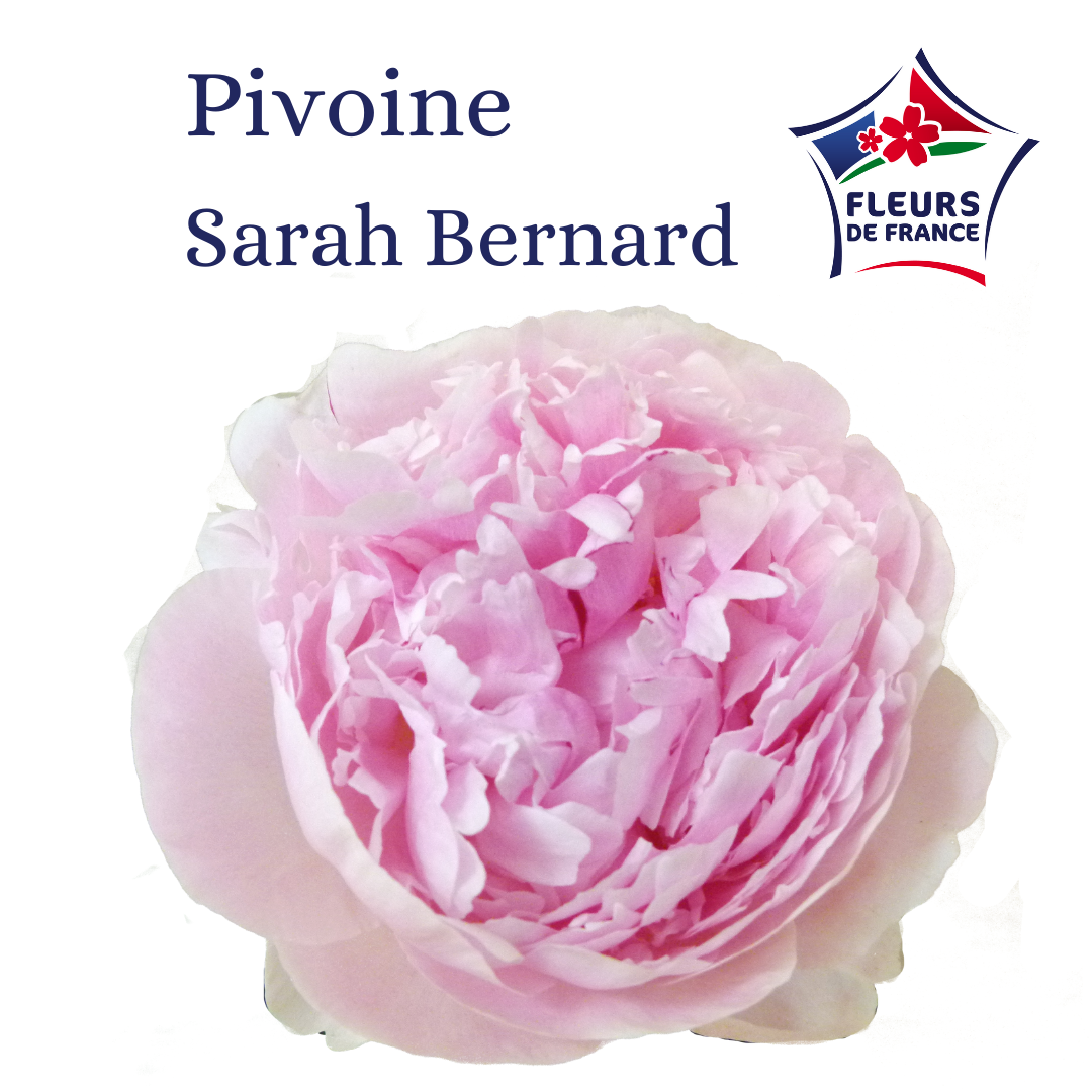 PIVOINE SARAH BERNHARDT 50 FDF